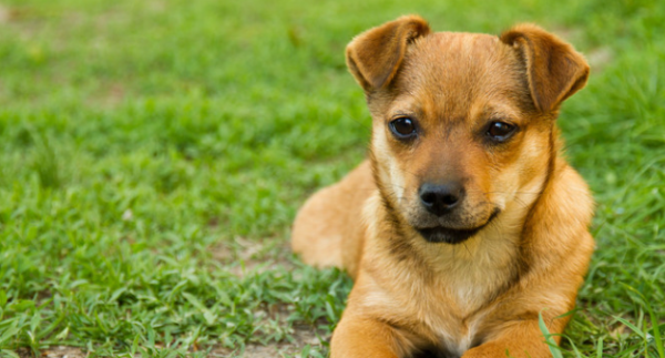 Treatment technology for critically ill diseases of dogs and cats - blood transfusion therapy (canine distemper blood transfusion therapy cures)