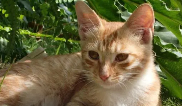 What is the problem with cats having pussy eye poop? What should the shoveler do?