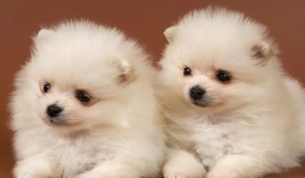 Why do puppies run around crazy?