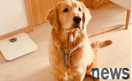 Make these things well and let your pet dog say goodbye to diarrhea!