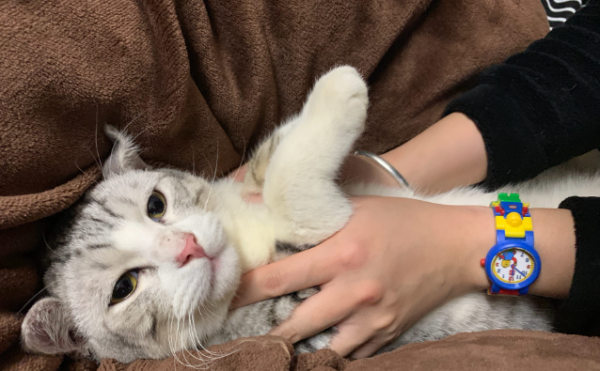 If a cat has only one ball, there is no need to sterilize it? Learn about the dangers of cryptorchidism