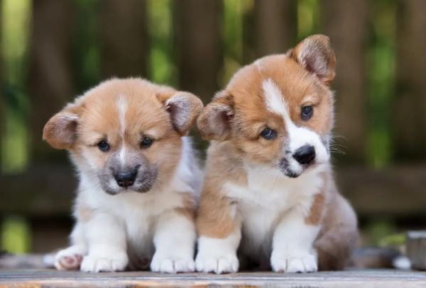 What are the sequelae of dog chip implantation?