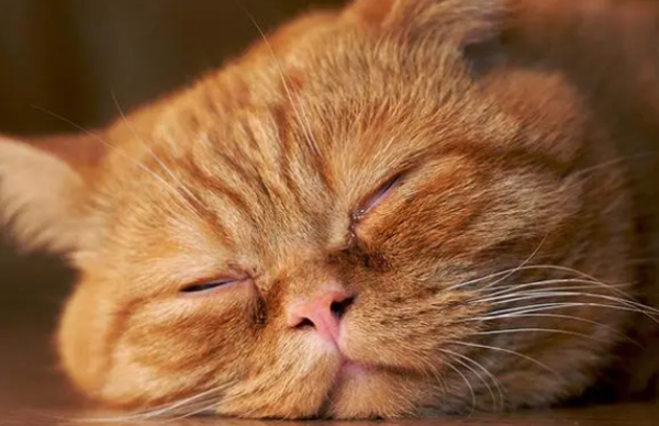 Symptoms and treatments for cats during heat stroke