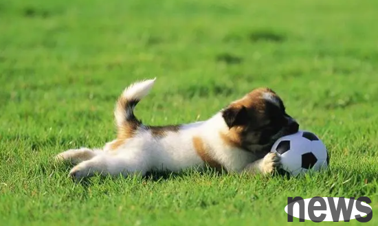 What can abortion if a dog has just eaten?