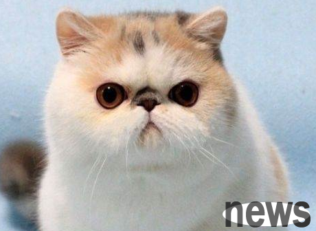 What you need to know about beauty salons for pet cats? (How to do beauty for cats)