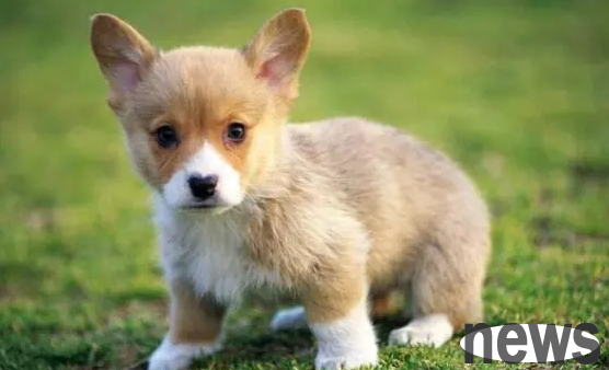 How to take good care of newborn dogs