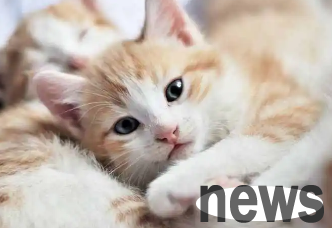 Do the cat know that it is the owner who is raising it?