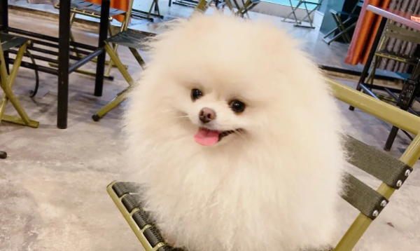 What are the air disinfection methods that pet parents need to master? How to disinfect pets at home?