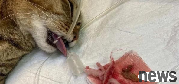 What should I do if a cat swallows foreign objects for 48 hours without reaction?