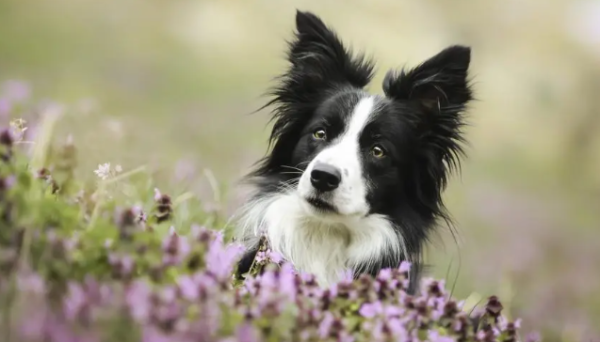 What are the causes and treatments for dogs to faint?