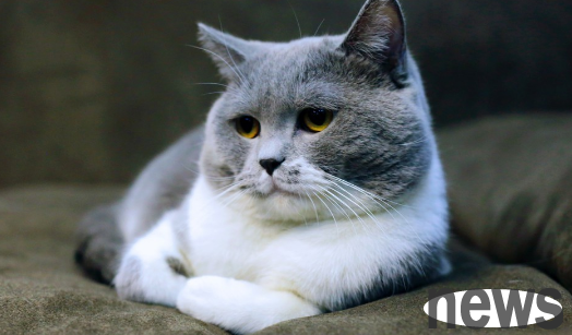 Will free-range male cats go far when they grow up? Will you go too far?