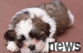 Detailed explanation of this article: The causes and treatment of gout in dogs