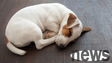 How to train a dog to lie down?