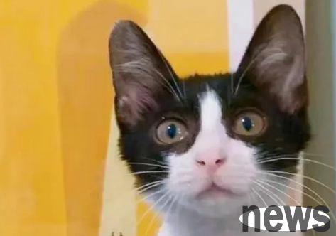 Have you mastered the personality traits of the cow cat?