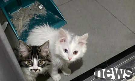 Why do cats like to watch people wash? Come quickly to get