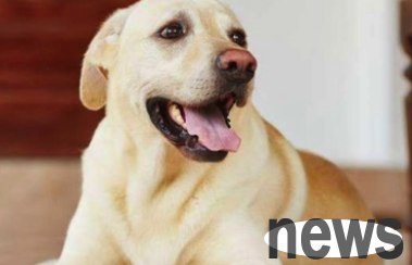 What should I do if a dog eats a chicken bone? Why can’t dogs eat chicken bones?