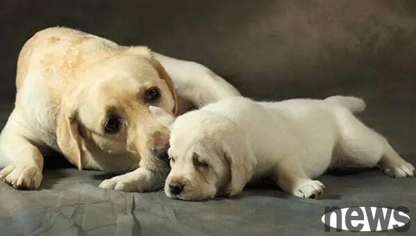 What diseases will a dog get if it is not nutritious?