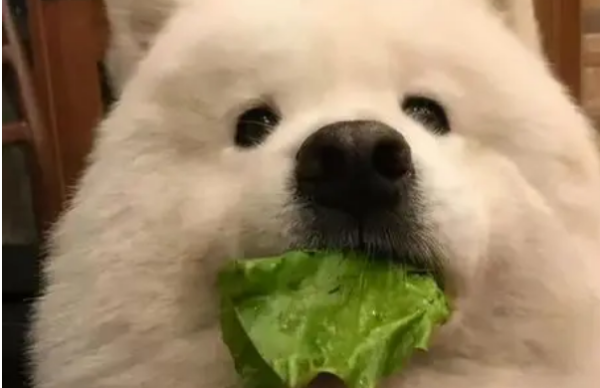 How many times do puppies feed each day? Dog’s nutritional needs?