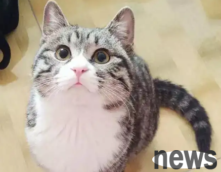 Why not keep local cats? This article has an answer!
