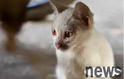 Why don’t stray cats go away no matter how they drive them? Cat lovers come and have a look.