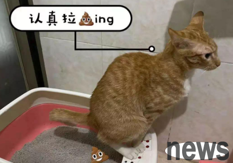 What s wrong with cat stool being thin after forming in the front part of the body? Let s take a look together