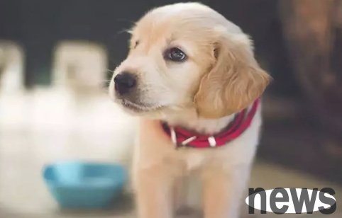 What should I do if my dog suffers from spina bifida? Boya Xiuyan may be able to expect it