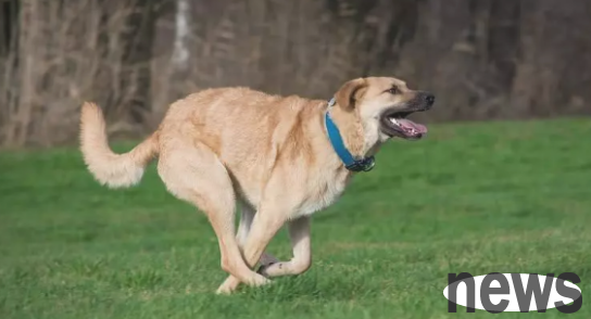 How to deal with dogs eating feces, there are several ways to prevent them