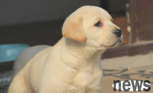 There are 3 common questions when dyeing puppies’ hair, which must be understood by shovelers!