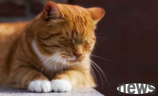 What should I do if a cat takes mouse poison? These methods to teach you
