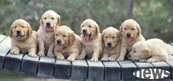 The owner touches these 6 parts of the dog and it is the most enjoyable.