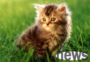 What is the personality of a cat who doesn’t like to scream? If you are interested, take a look~