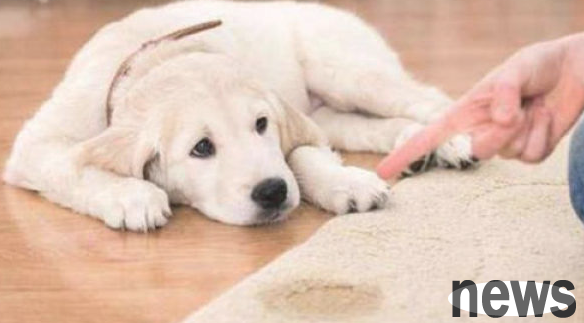 Do dogs use the toilet everywhere at home? Grasp this method to make it defecate at a fixed point, a must-read for pet owners!