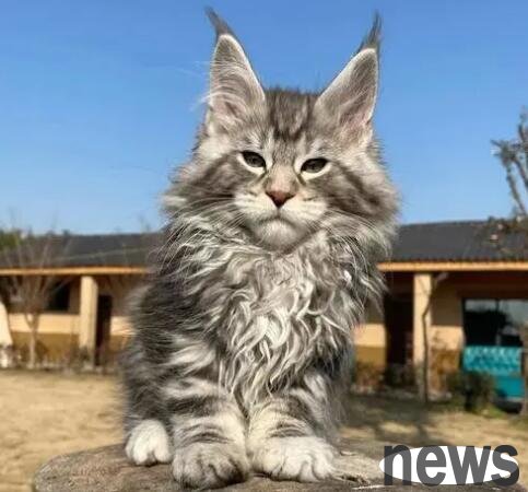 What breed is the largest cat? Come and have a look!