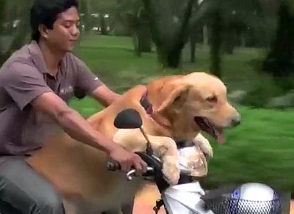 The owner’s new way to walk his cat and dog, and the dog shouts: open, drive to the edge of the city