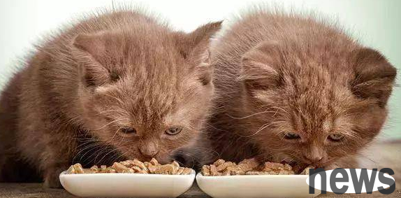 What does it mean to bury food when cats bury food? I ll tell you