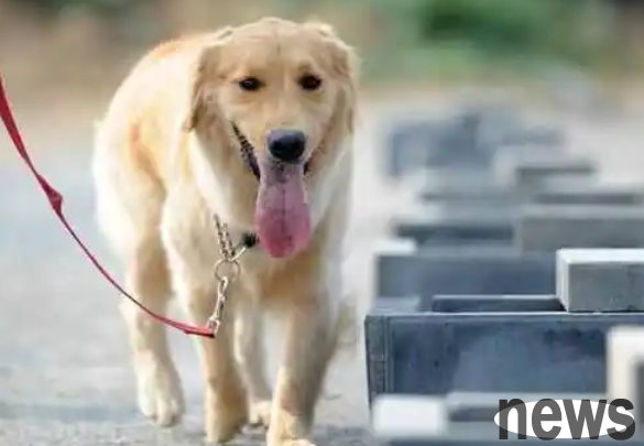I will teach you a few dogs to train with you. If you want to know, come and see!