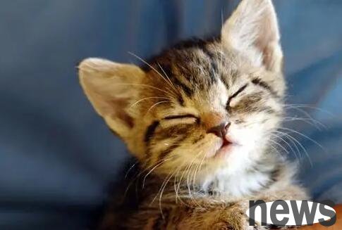 What s the matter if a cat is mentally sleeping all the time? You ll know after reading it