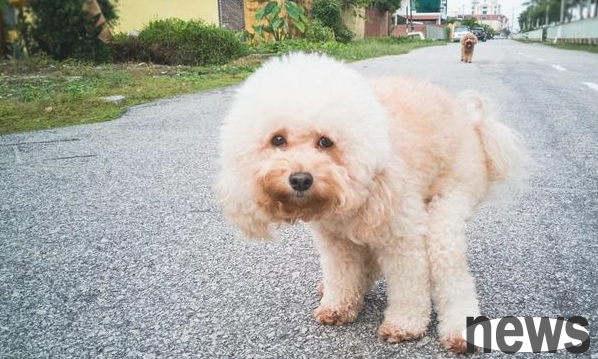 Why do dogs look at their owners when defecation? Don t understand the truth behind you, so don t keep a dog