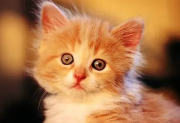 The cat shoveler class丨It turns out that it takes this time for the kitten to learn to walk
