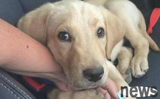Nine things that dogs are 