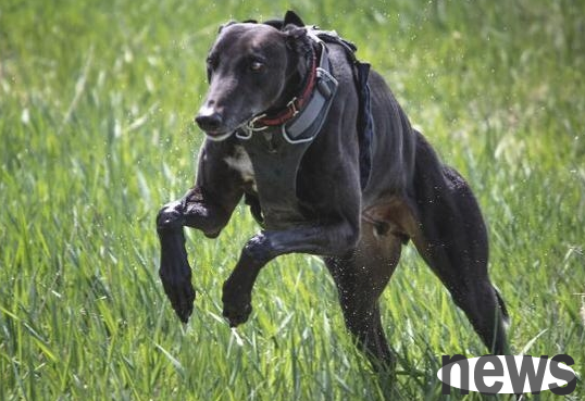 Most dogs with high IQ have the following six 