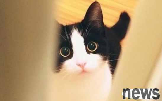 Local cats are not synonymous with 