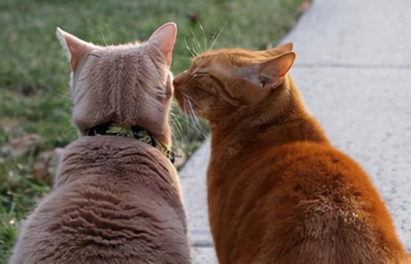 There are 5 levels for raising cats. The higher the higher the, the happier it is. Which level do you belong to?