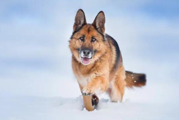 The 6 types of dogs that the store rarely recommends strongly. Due to their unique physical fitness, they rarely get sick.