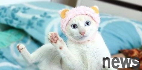 The first time wearing a sheep hood, the cute cat was scared and opened his eyes wide and raised his feet for 3 seconds