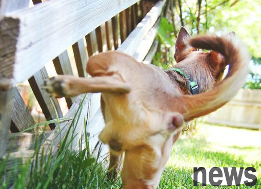 Dogs love to urinate everywhere as soon as they go out. Do you know why?