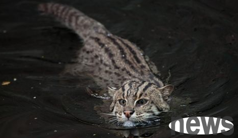 I picked up a kitten next to my home. It turned out to be a fishing cat with a frequent species.
