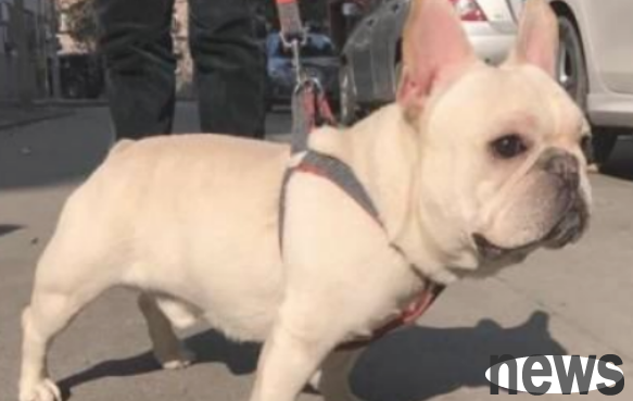 Can dog skin breaking be cured?