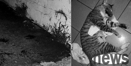 Tabby cat was hit by the wall at night, hit the ground, hit hard on the head, fell into a pool of blood trembling