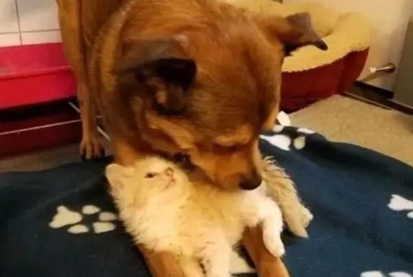 The girl picked up 3 kittens, but the dog became addicted to 